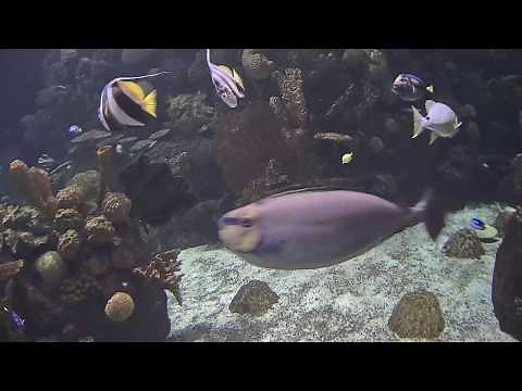 Columbus Zoo & Aquarium Discovery Reef Cam | Powered by Ozolio Live Stream