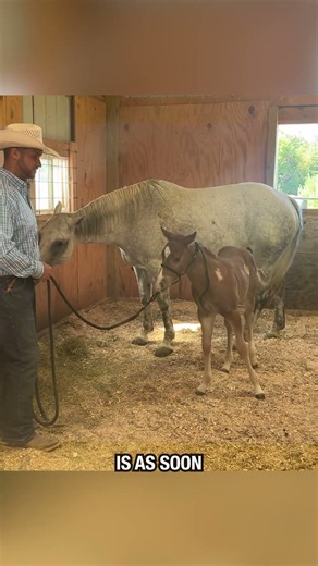 Too many foals never learn this