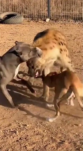 NEVER Get This Close! Hyena vs. Pitbulls Intense Encounter 😱 #animals #survival #dogfight #hyena