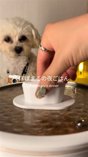 犬用ミートパスタレシピ｜食べムラわんこのマルプーに手作りパスタ