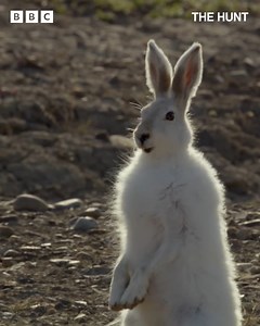 This hungry wolf pack must hunt as a unit if they hope to catch the incredibly agile hare. | BBC Earth