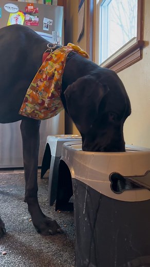 Slobber Training Tips for Great Dane Owners