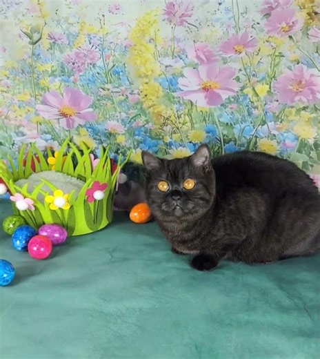 Süße BKH Kitten zu Ostern 🐣🐾 #grandliberty#trumpass#britischkurzhaar # #cat #britischkurzhaar