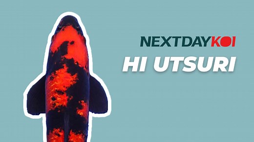 Hi Utsuri Koi Fish For Sale | Next Day Koi