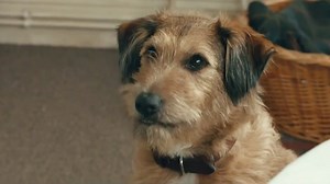 Robin Williams Voices Dog in ‘Absolutely Anything’ Trailer (Video)