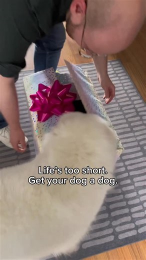 No.1 Most Popular of 2025: “Life’s too short. Get your dog a dog.🥹💕” Our last and most popular video of 2025 with a total of 55 mil combined views!! I can’t believe this many people have loved and seen how Yuki & Maple’s friendship blossomed from the start. 🥹 I don’t know where to start or how to put it into words, but we are so incredibly thankful to be able to share their lives daily. Let’s see where this goes in 2026! 💕 Thank you.🙏 FOLLOW @babybearyuki for more hugs & smiles! 🐻‍❄️💕🐻 #