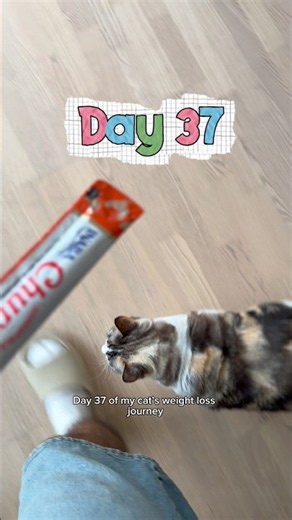 Day 37 of my cat’s weight loss journey from 8kg to 5kg (17.6 lbs to 11 lbs) #catdiet