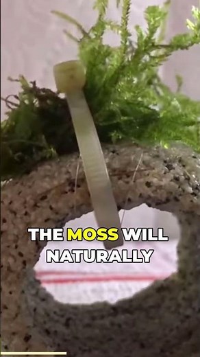Easy Ways to Plant Java Moss! 🌿✨#fishtank