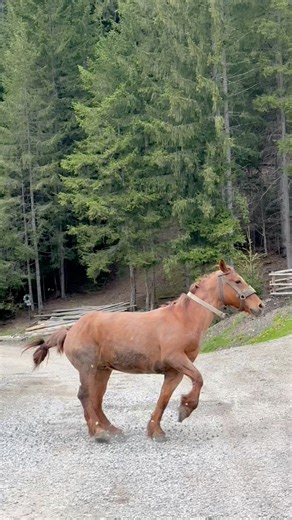 192K views · 7.4K reactions | #cai #iubescaii #caluti #pasionaticai #horselife #horselovers #equine #horsepower #horselifestyle #breton #percheron #animals #animallover ❤️ | Joker cai | Facebook