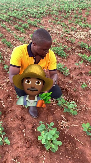 Soya beans production I'm delighted to know that Zambia has now received sufficient rainfall, moistening the soils and helping in the germination of dry planted seeds. The recent downpour, along with more rain expected in the coming days, will contribute to the thriving growth of crops. In this video agronomist H. Kanyimbo shares valuable insights on essential practices for successful soya bean farming and achieving a bumper harvest. #agriculture #food #soyabeans | Agronomist H Kanyimbo