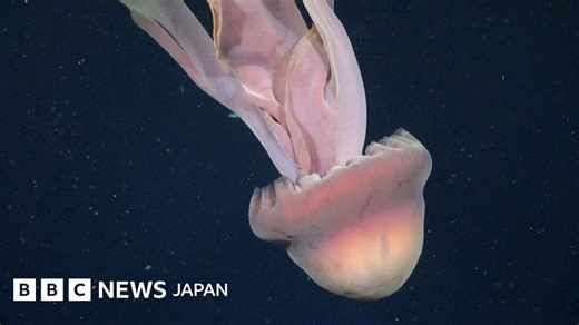 めずらしい巨大クラゲ、アルゼンチン沖で撮影　米研究チーム - BBCニュース