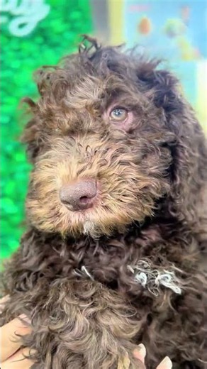 Falling in Love With This Brown Poodle Puppy! 💖🤎 | Petland Oklahoma City 🐾