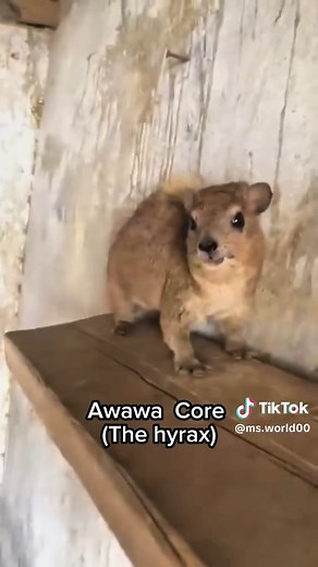 Hyrax Awawa: The Funniest Sounds from Hyraxes