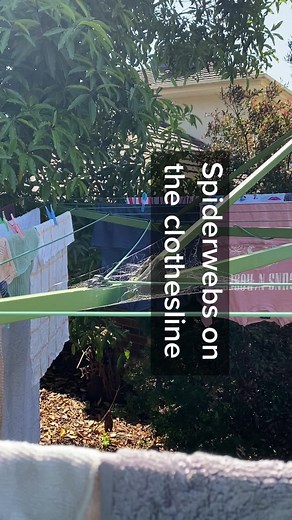 Spiderwebs on the Clothesline in Australia