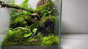 #Fish tank landscaping#Mossy landscape#Natural landscape#microlandscape#Glass aquarium#fyp #foryou #foryoupage #Landscape #handmade #Natural art