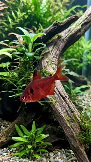 Vibrant Serpae Tetra Shows Bright Scarlet Coloration