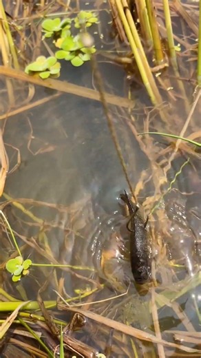 Crazy Snakehead Catching Technique #snakehead #fishing #fish #shorts