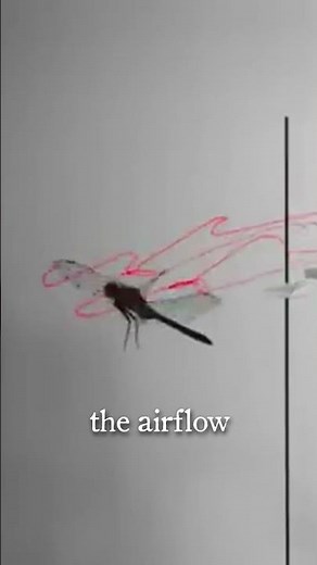 The AMAZING Secrets of Dragonfly Flight