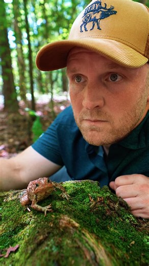 Michael Fordinal on Instagram: "Toad Jokes told to a Wild Toad in the woods of Tennessee. Apologies in advance. #dadjokes #toad #amphibian #frog #animaljokes"