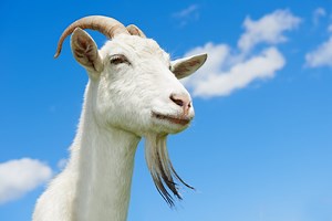 Why Do Goats Cough? What to Look for When a Goat Coughs