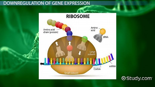 Upregulation & Downregulation in Gene Expression