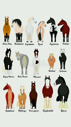 Tudo sobre o Pônei Shetland: Raça e Características