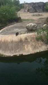 Maman canard et ses canetons 💞 1ère leçon 📖 | Nature & Découverte
