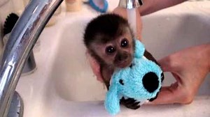 Tiny Newborn Monkey Gets A Washed… What a Precious Darling!