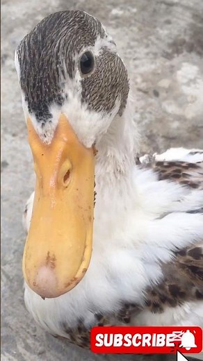 😭ye meri duck ko kia hogya🥲😫#verysad #sadnews #shockingnews