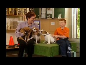 3 episodes of This Is Daniel Cook on Qubo in Widescreen (FAKE Recreation)