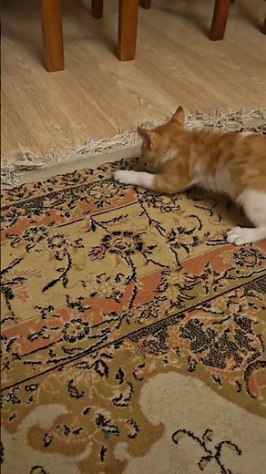 🐈 The Cutest Playful Orange Kitten Ever!#orangekitten#gingerkittens #cat #kitten#catlover