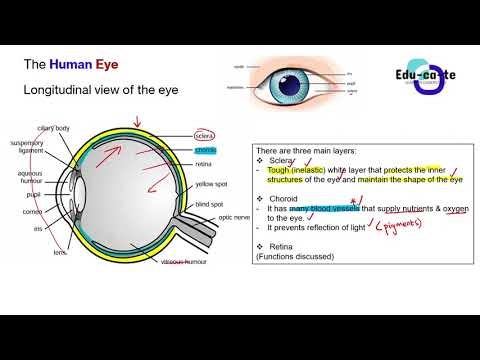 Grade 12 Life Sciences – The Human Eye: Responding to the Environment | Fast Revision & Exam Tips