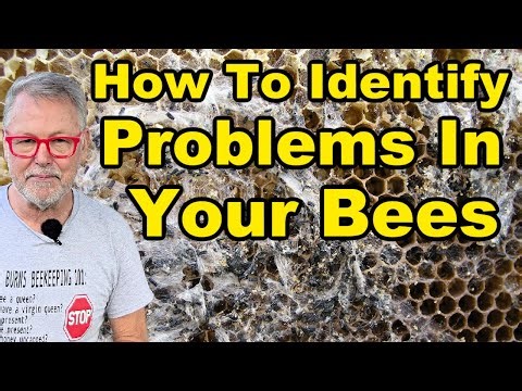 Beekeeping: Reading Frames For Diseases