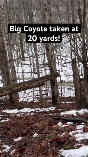 Big coyote taken at 20 yards! #hunting #coyotehunting #coyote