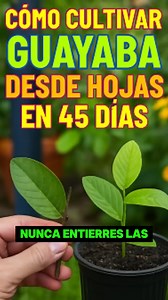 Aprende a cultivar guayabas en casa desde las hojas #virals #jardin #plantas #hogar | Casa Raíz Viva