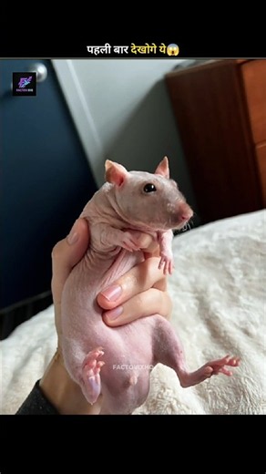 What Animals Look Like Without Hair 😱🤯 | FactoVixHQ