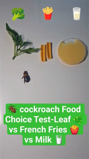 🪳 cockroach Food Choice Test-Leaf 🌿 vs French Fries 🍟 vs Milk 🥛