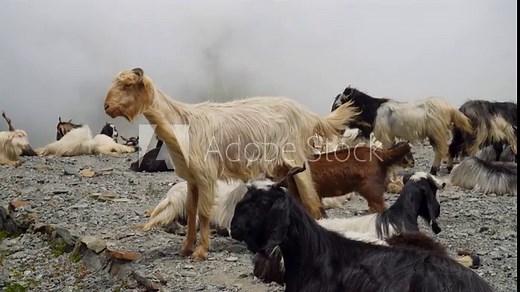 Mountain Goats & Sheep Herding Amid Misty Himalayan Mountains in Himachal Pradesh, India