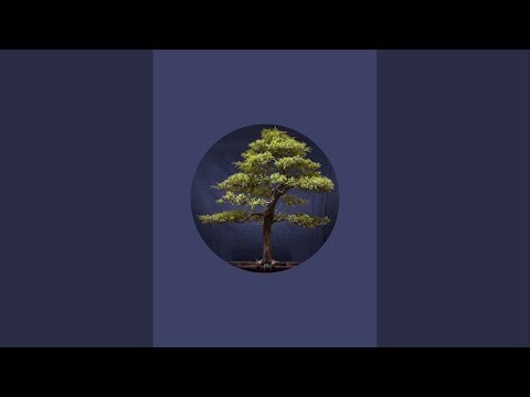 SN-43 Clerodendron inermis Live Demonstration and tutorial of Bonsai Pruning/Wiring/Repotting