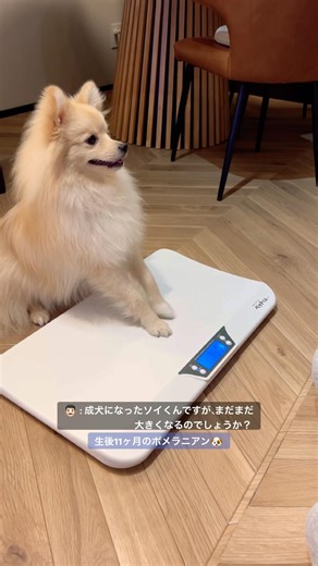 11-month-old Pomeranian 🐶 Still growing? Weighing results! 11-month-old Pomeranian weight check 🐾