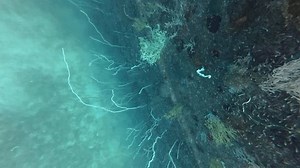 2026.03.01 Sea Whip en HTMS Prab,: video de stock (totalmente libre de regalías) 4016829105 | Shutterstock