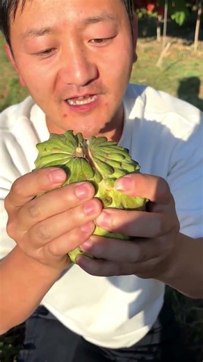Harvesting Nature’s Custard! 😍 Fresh Cherimoya Straight From the Tree 🌳✨ #shorts