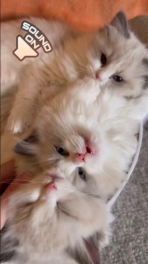 Ragdoll KITTENS purring and meowing🐱 #cutecats #meow #funnycatvideos