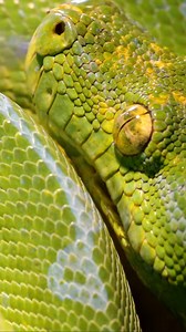 Meet My Mesmerizing Sorong Green Tree Python #antscanada #python #antloveforever | AntsCanada