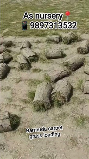 9897313532 # Barmuda carpet grass loading haryana 📍 All types plant's available all india supply