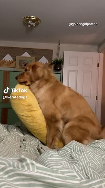 The Dogs of 2023: Funny Dog Videos on TikTok and YouTube