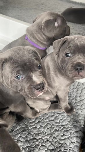 Adorable Blue Staffordshire Bull Terrier Puppies for Sale
