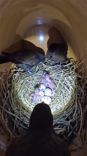 “I Put a Tiny Camera on a Bird… What It Found in the Nest Is Shocking!” 😱 #wildlife