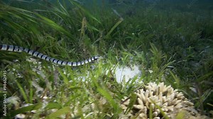 Banded sea snake hunting in sea grass underwater at Malapascua Island, Philippines
