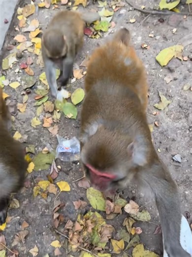 SURROUNDED by 100 Hungry Monkeys! 🐒🍌 (Chaos)#fyp #monkey #fypシ